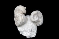 Requienia ammonia sur bloc