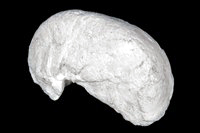 Requienia gryphoides