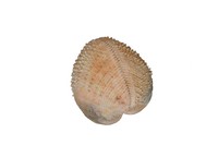 Cardium. sp
