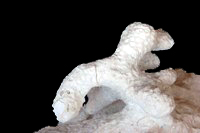 Amphiaulastrea