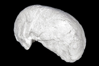 Matheronia-gryphoides