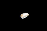 Mesodon.sp