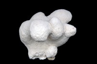 Stromatopore